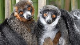 Mongoose Lemur Mates