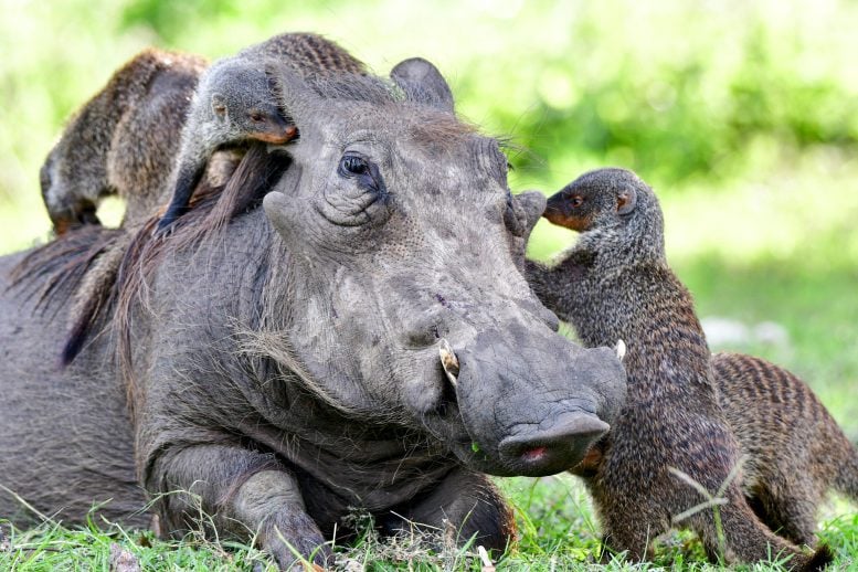 Mongoose Warthog Cooperation