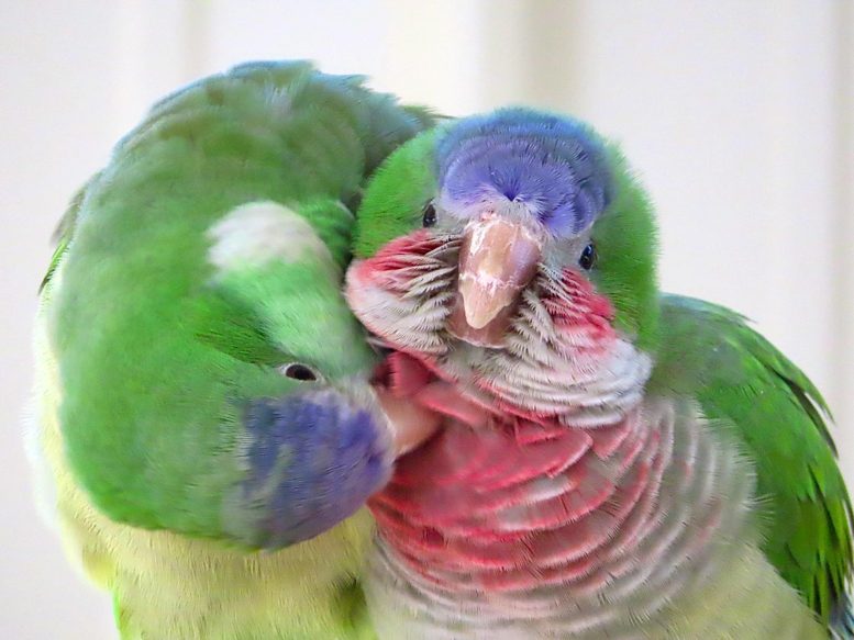 Monk Parakeet Preens Friend