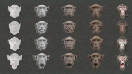 Monkey Face Animation