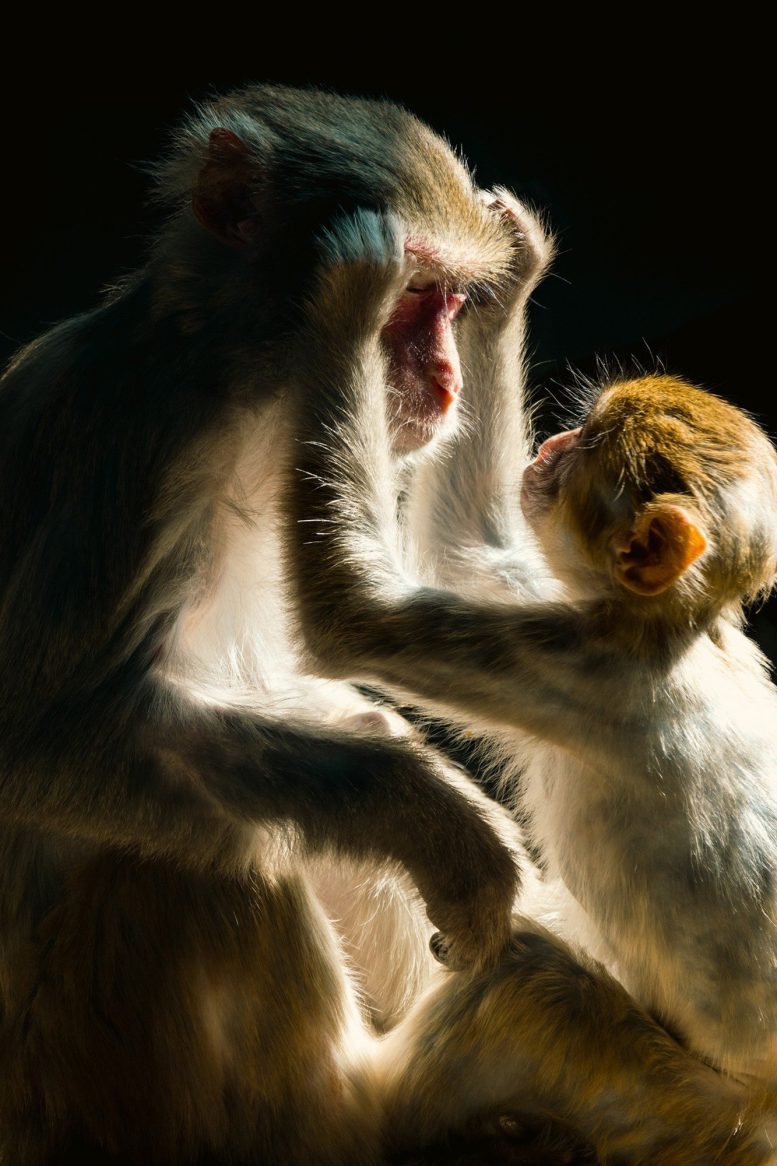 Monkey Maternal Love