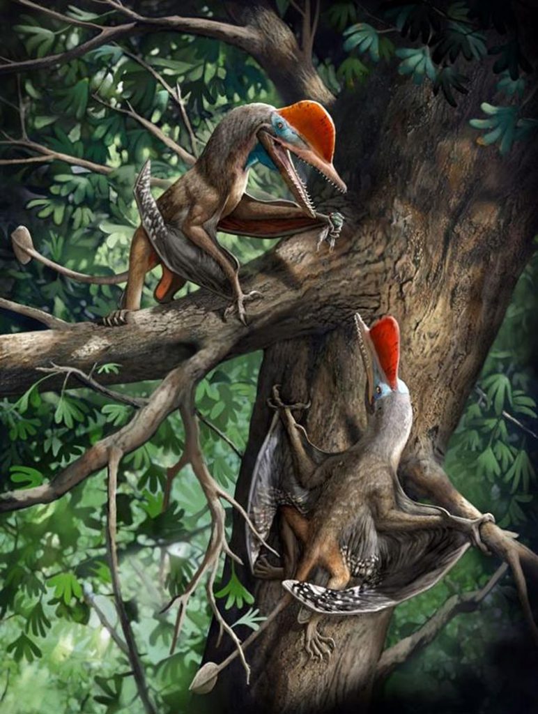 Monkeydactyl Kunpengopterus antipollicatus