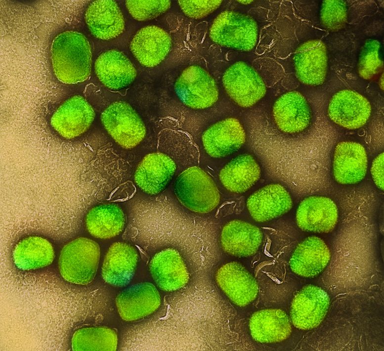 Monkeypox Virus Particles