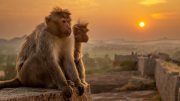 Monkeys Watch Sunset