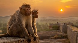 Monkeys Watch Sunset