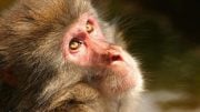 Monkeys and Humans Share Same Signs of Alzheimer’s