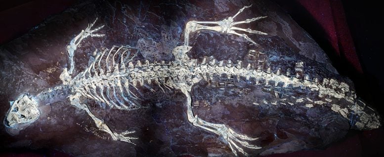 Montsecosuchus Depereti Under Ultraviolet Light