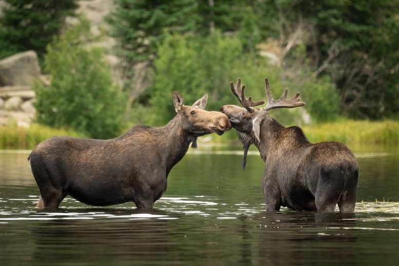 Moose Couple at Sprague Lake in Rocky Mountain National Park
