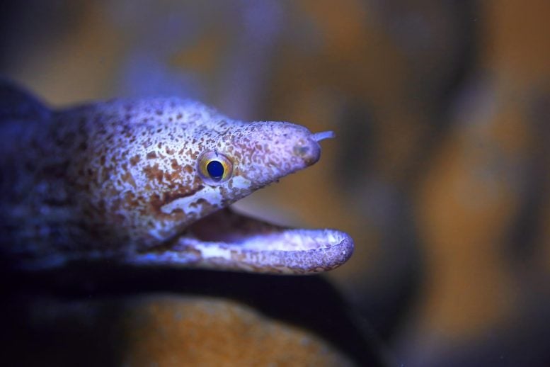 Moray Eel Under Water