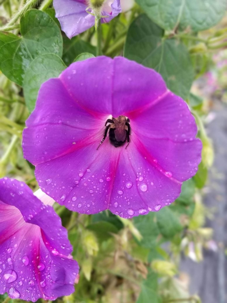 Morning Glory With Bee