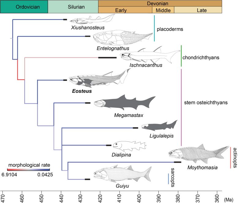 Morphological Evolution of Early Jawed Vertebrates