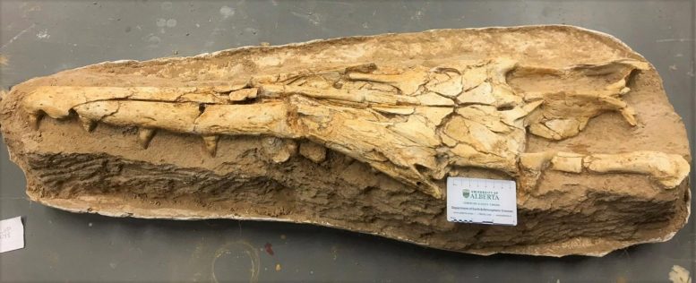 Mosasaur Fossilized Skull