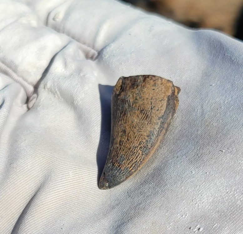 Mosasaur Tooth