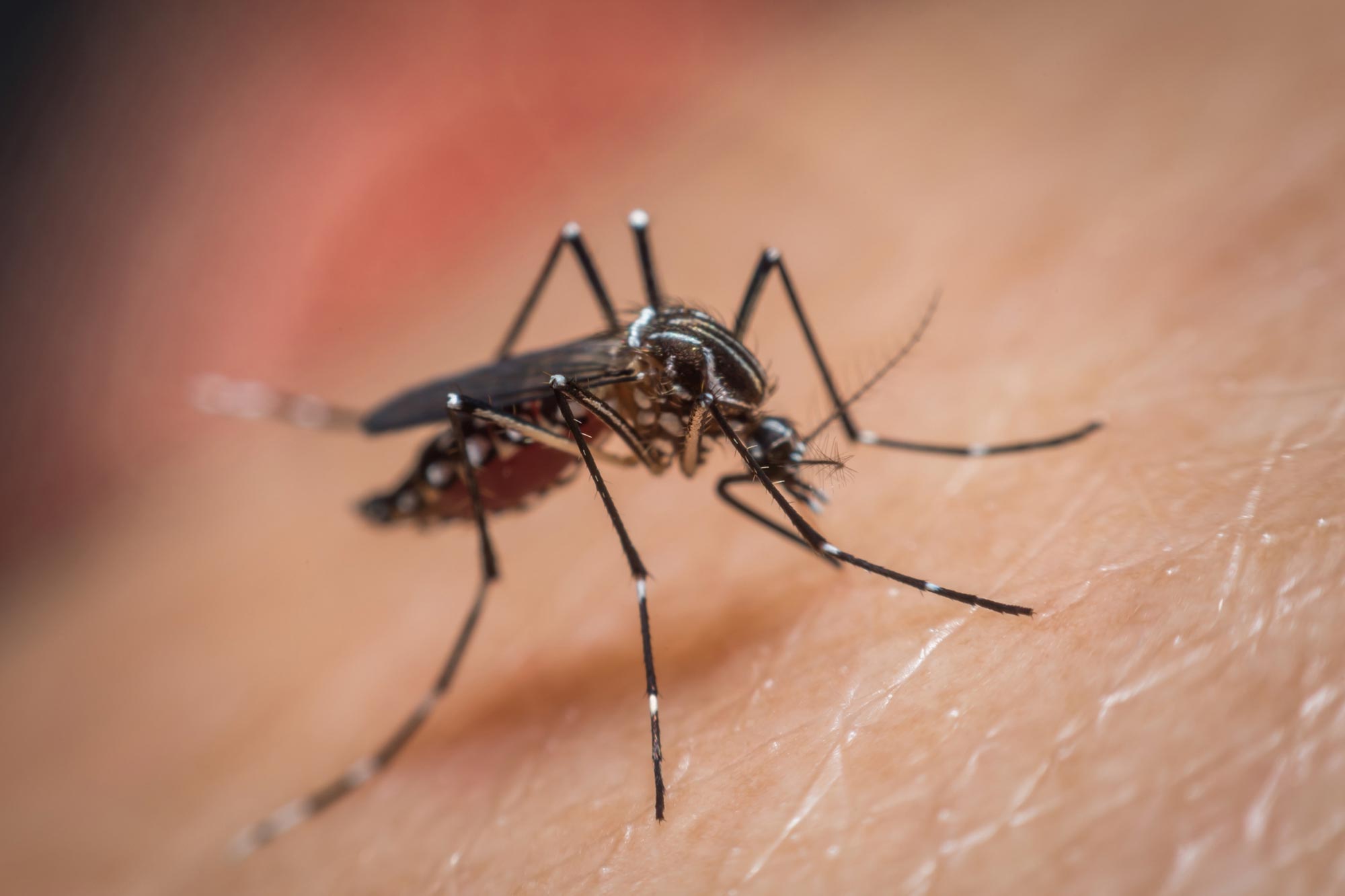Scientists Discover Why Some People Are Mosquito Magnets