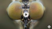 Mosquito Eye Inspires Artificial Compound Lens