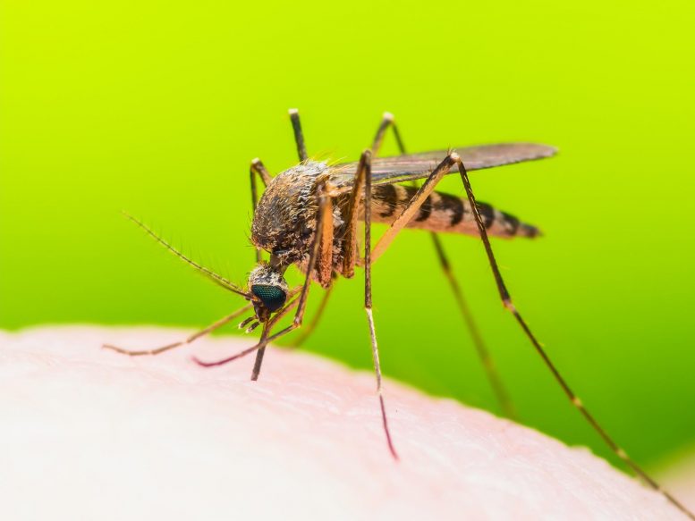 Some Viruses Make You Smell Tastier to Mosquitoes – Increasing the Spread  of Disease