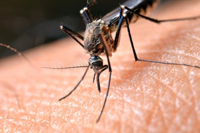 Some Viruses Can Make You More Attractive to Mosquitoes