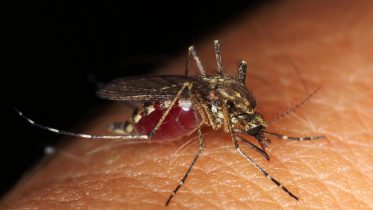 How Mosquitoes Got Their Taste for Human Blood – What It Means for the Future