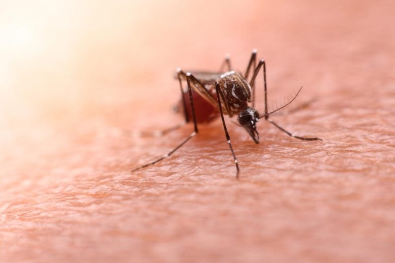 Mosquito on Skin Malaria Dengue Fever Zika Virus