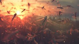 Mosquitoes Pests Swarm Art Concept