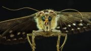 Moth Macro