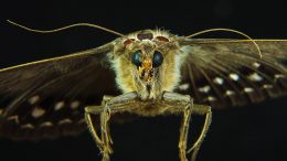 Moth Macro