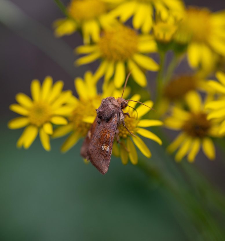 Moth on Flower