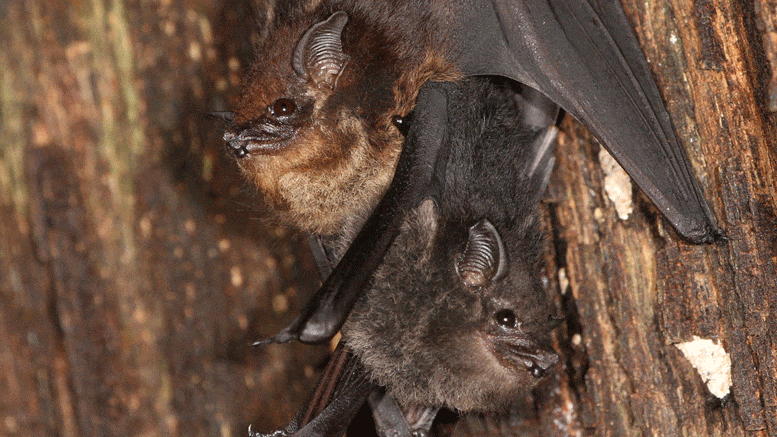 baby bat gif
