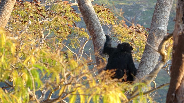 Mother Chimpanzee Looks Out From Tree
