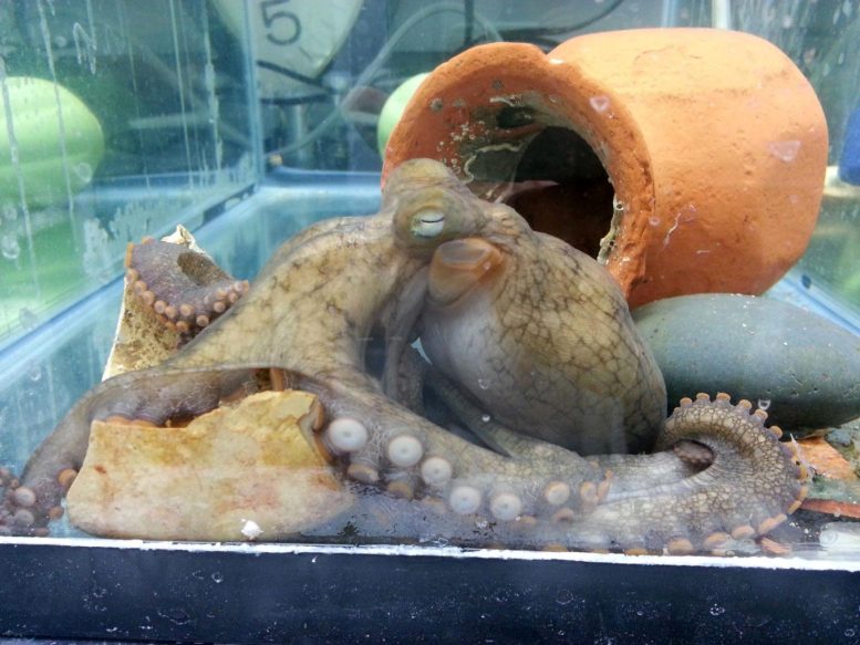 Mother Octopus