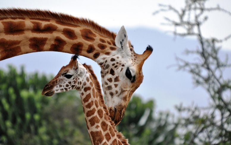 Mother Rothschild’s Giraffe Tending to Her Baby
