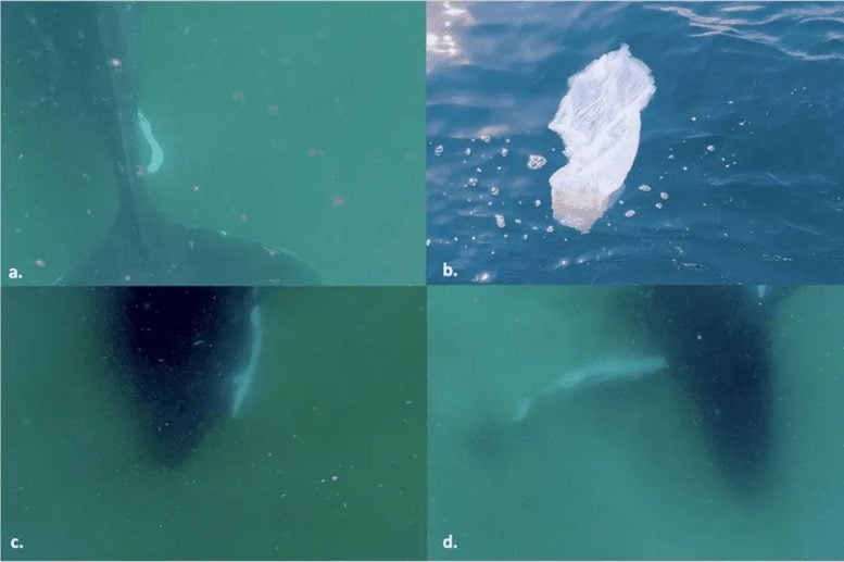 Mother Whale and Stillborn Calf