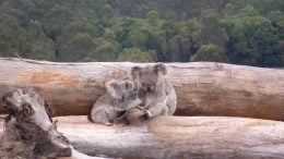 Mother and Joey Koala Crop