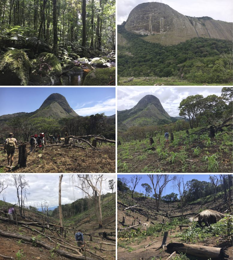 Mount Inago Forest and Deforestation Sites