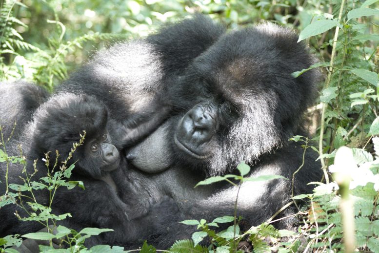 Mountain Gorilla Mother and Infant During a Rest Period