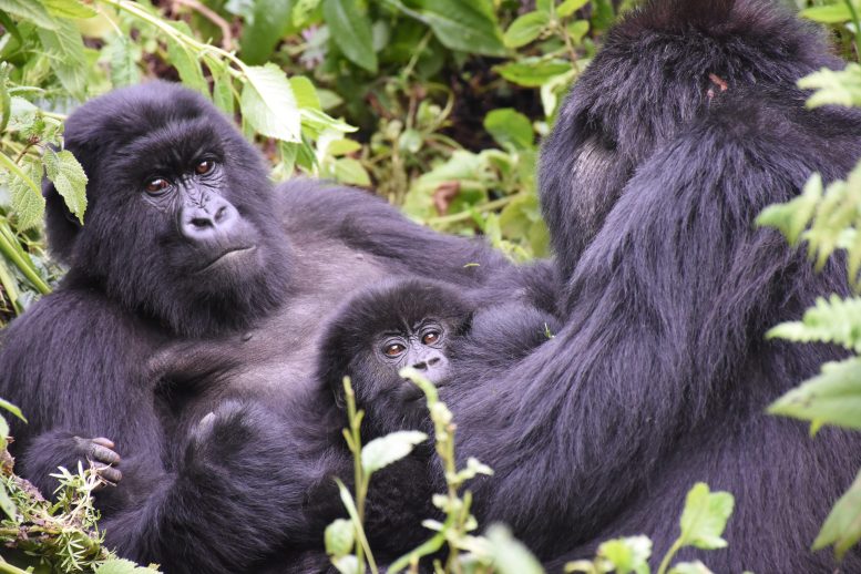 Mountain Gorilla Mother and Infant Together With Another Adult Female During a Rest Period