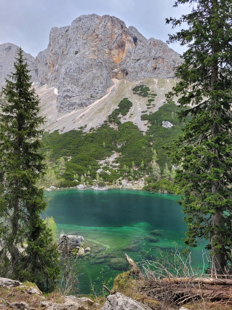 Mountain Lake Forest Plant Dispersal