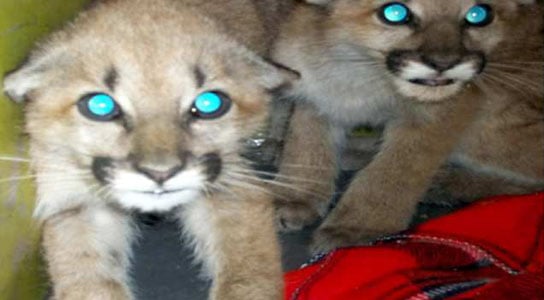 Mountain Lion Cubs Rescued in California