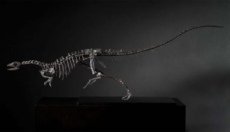 Mounted Skeleton of Enigmacursor