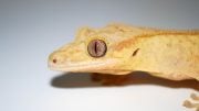 Mourning Gecko