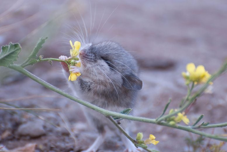 Mouse Appears to Sniff a Flower