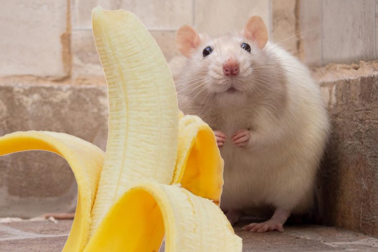 Mouse Banana