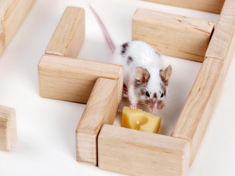 Mouse Cheese Maze