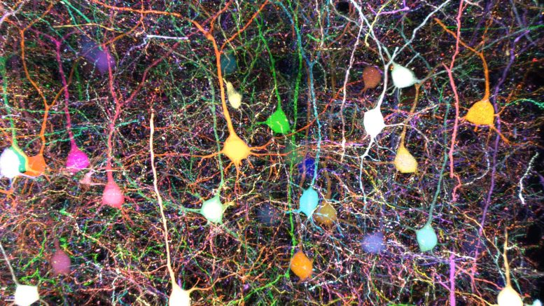 Mouse Cortical Layer Pyramidal Neurons