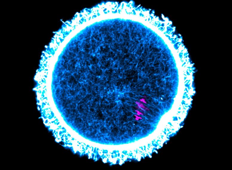 Mouse Egg Cell