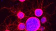 Mouse Embryonic Stem Cells