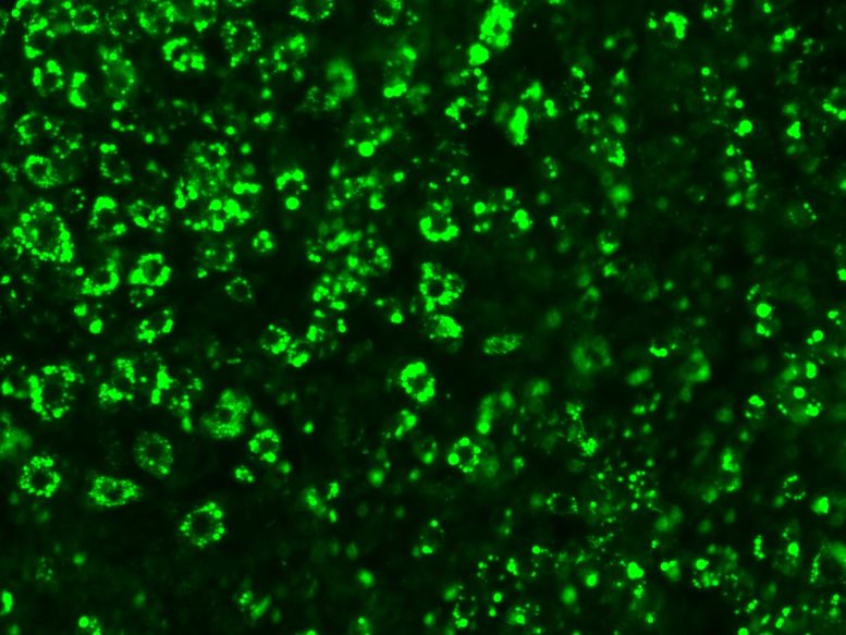 Mouse Fat Cells
