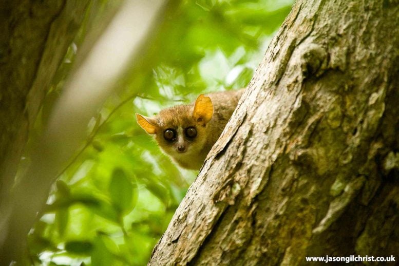Mouse Lemur Peeking From Behind Tree Trunk