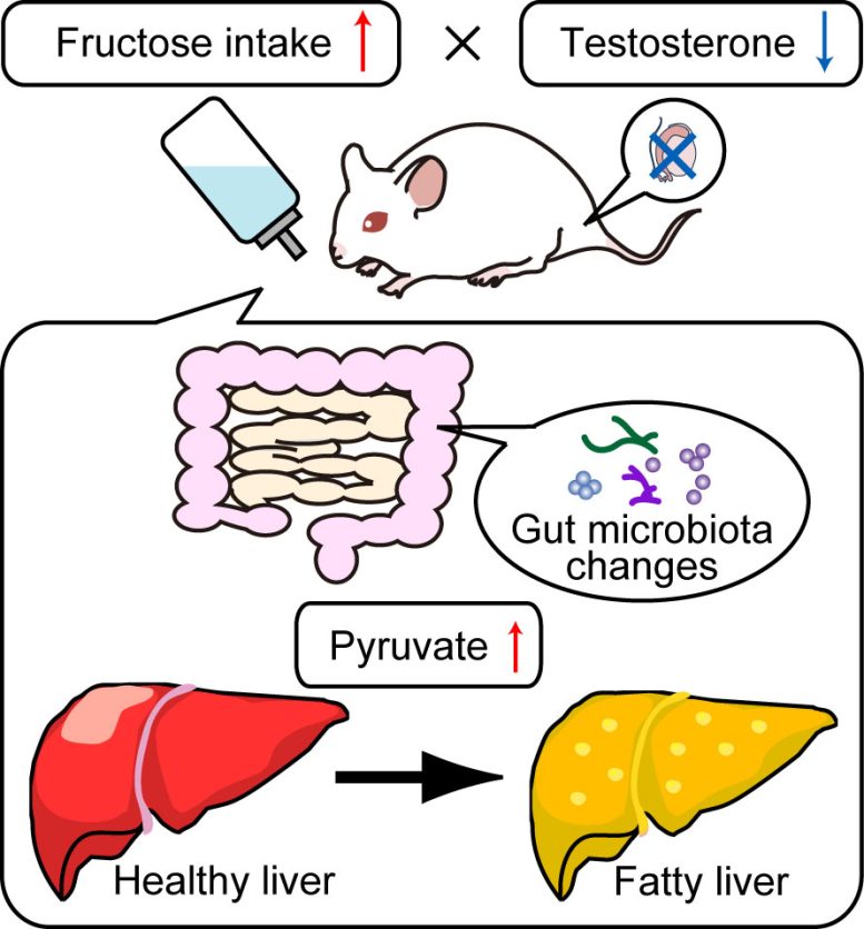 Mouse Model in Castration Fructose Group