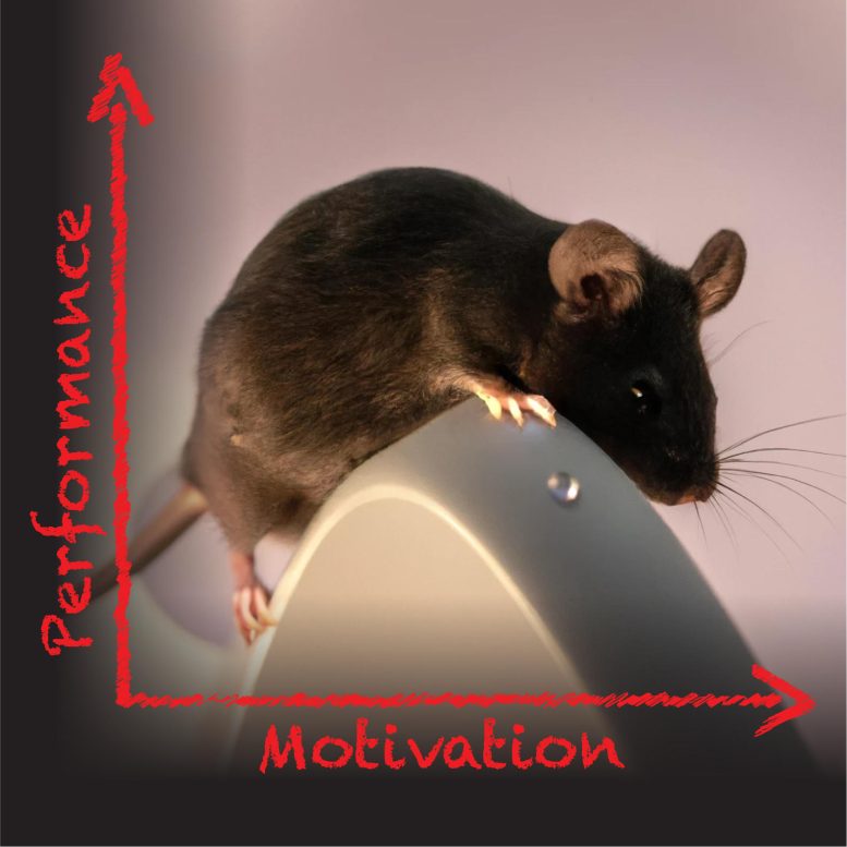Mouse Motivation Perception